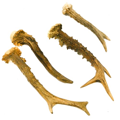 RF - Deer Natürliches Rehbockgeweih, Kleiderhaken, Möbelgriff, Besteckgriff, Hundespielzeug, Umweltfreundliche Verpackung, Dekoration aus Geweihen, Angebot betrifft 1 kg, 11-20 Stück, 12-23 cm