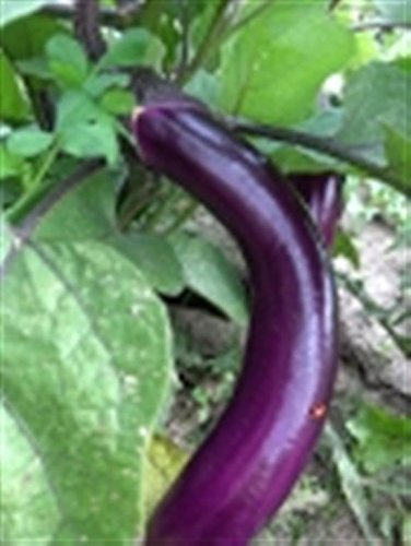 Asian Heirloom Heritage Aubergine Eggplant Seeds. PINTUNG Long. Certified Organic Grower