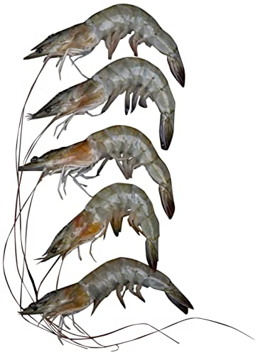 Fresh Prawns Medium 40/50 350 g Approx. - Whole Cleaned
