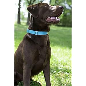 Country Brook Petz Premium Nylon Dog Collar with Metal Buckle for Small Medium Large Breeds – Vibrant 30+ Color Selection (Large, 1 Inch, Ice Blue)