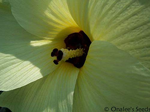 Onalee's Seeds Sunset Manihot Sweet, Edible Hibiscus, Sweet Hibiscus, Palmate-Leaved Hibiscus (Abelmoschus Manihot) (12+ Seeds) From Usa. #TOP2
