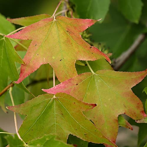 Amerikanischer Amberbaum Liquidambar styraciflua Klimabaum...