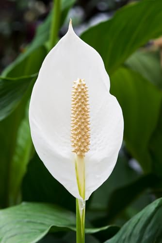 Image of Original Live Peace Lily or Spathiphyllum Plant Air purifier Good luck plant (Pack of 1 Without Pot)