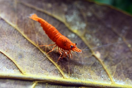 Image of Swimming Creatures Premium Neocaridina Shrimp - Freshwater Aquarium Shrimp (20, Premium Mix (5 Colors))