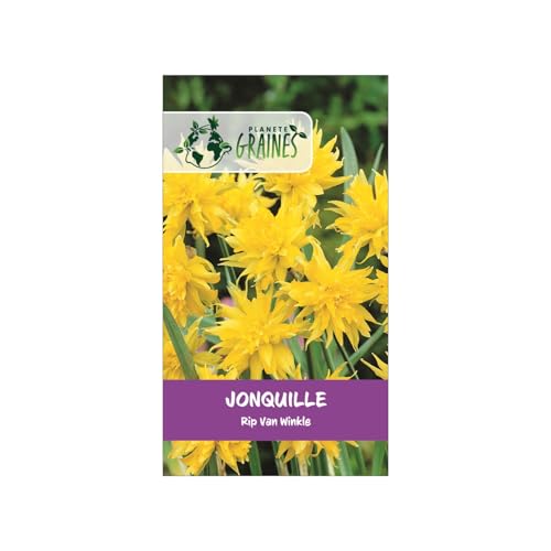 5 Bulbes de Jonquille 'Rip van Winkle' - Fleurs Étoilées et Dépaysantes pour Votre Jardin