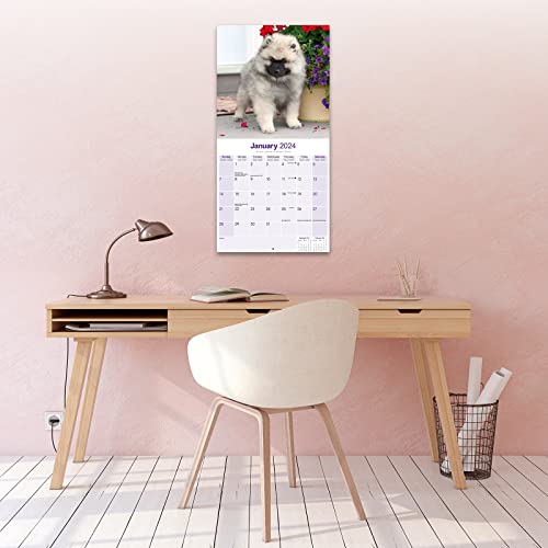 Keeshond Calendar 2024 - Image 4