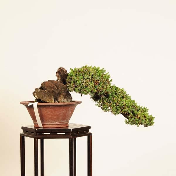 トショウの木 【公式通販】