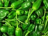 Pimientos De Padron Pepper Seeds 30 Seed Pack by OrganicSeedSupply