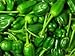Pimientos De Padron Pepper Seeds 30 Pack - Organic (Non-GMO) by OrganicSeedSupply