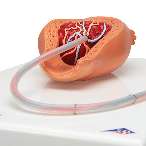 3B Scientific Menschliche Anatomie - Geburtsstadien-Modell + kostenlose Anatomie App - 3B Smart Anatomy, VG392