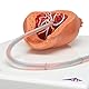 3B Scientific Menschliche Anatomie - Geburtsstadien-Modell + kostenlose Anatomie App - 3B Smart Anatomy, VG392