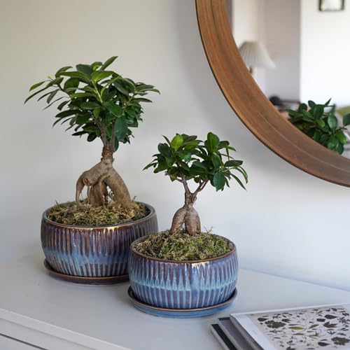 Image of Ivyline Round Bonsai Planters Set of 2 in Blue - Stylish, Waterproof & Durable - Contemporary Premium Glazed Decorative Indoor Concrete Flower Pot
