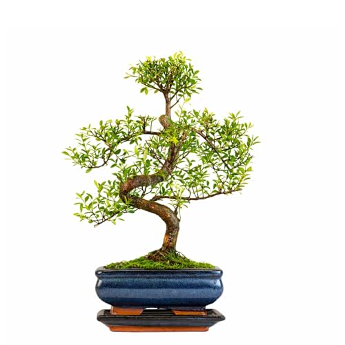 Syzygium Bonsai Tree 2535cm | 68 Years Old | Elegant Indoor Gift for Beginners | Includes Glazed Ceramic Pot & Drip Tray | Easy Care Houseplant Premium Quality