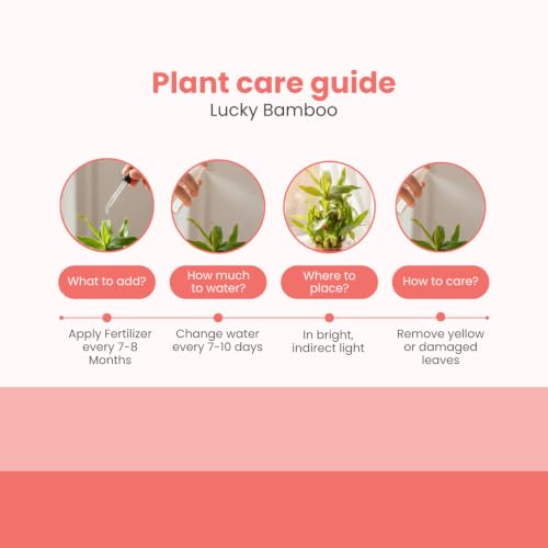 Image of Nurturing Green Lucky Bamboo Plant, 2-Layer, Lucky Plants for Gifting