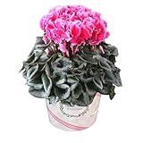 花のギフト社 シクラメン ギフト プレゼント 花 鉢植え 鉢花 誕生日 6号鉢 リップス ピンク