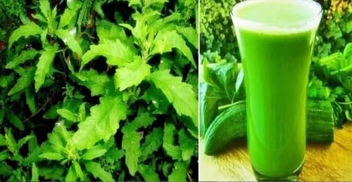 250 Sementes Mastruz Mentruz Erva De Santa Maria