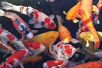 錦鯉 Amazon | （錦鯉）錦鯉ミックス Sサイズ 6～10cm（3匹