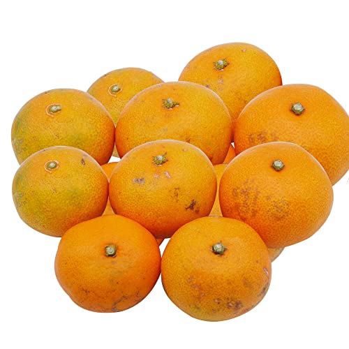 ݂ 5kg Q ݂ B݂ ~J   Â  QY (ai)