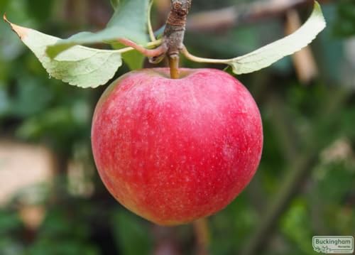 Image of 1 HEALTHY HYBRID ORGANIC GRAFTED APPl PLANT PLANT OUTDOOR GARDEN LIVE PLANT