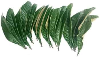 枇杷の葉　確認用 Amazon.co.jp: ビワの生葉 10枚 ビワ温灸に最適 ビワの葉っぱ×10枚 無