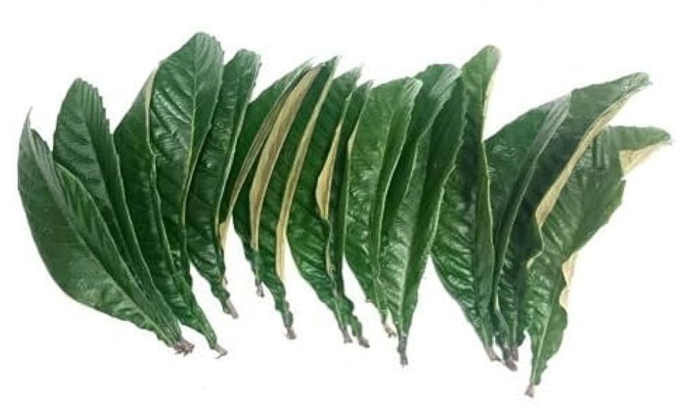 Amazon.co.jp: 無農薬 枇杷の葉（びわの葉） 150g（枇杷の生葉