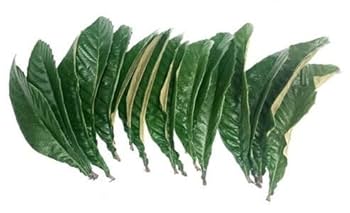 Amazon.co.jp: 無農薬 枇杷の葉（びわの葉） 150g（枇杷の生葉