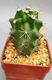 Kingcups Cactus (Echinocereus triglochidiatus) - Large - Live Plant - Cold Hardy - Waxy Red Flowers