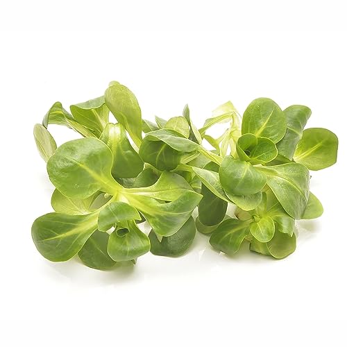 Sperli 82746 Insalata Da Campo (valerianella) Vit (MaxiPack