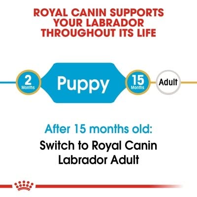Royal Canin Labrador Junior Labrador-Futter für junge Labradore.
