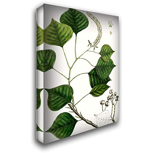 ArtDirect Tallow Tree 13x18 Gallery Wrapped Canvas Museum Art by Nuttall, Thomas