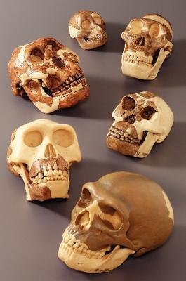 MARCUS SOMMER S 3 - Somso Homo Sapiens Neanderthalensis Skull Restoration - Somso Hominids Skull Restoration Series - Each