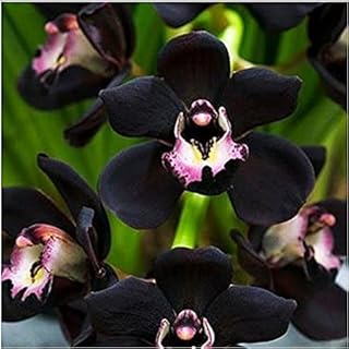 Vista One Bag = 50 Pieces Cymbidium Orchid, Multi-Colour cymbidium Orchid Plant, Bonsai Flower Seeds, Natural Growth, Plant for Home Garden 5: Only Seeds