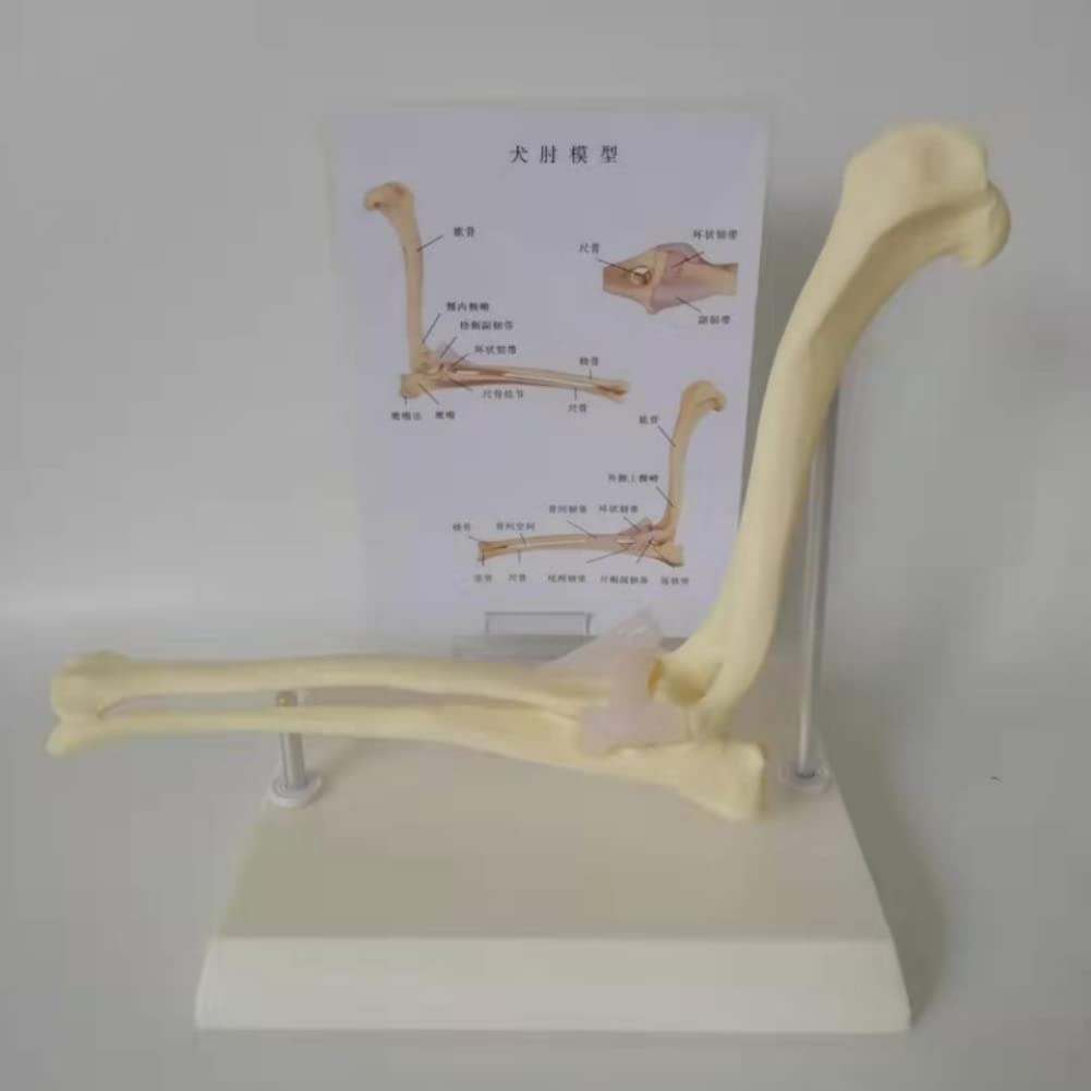 Ellenbogengelenk-Modell für Hunde und Hunde, Lehrmittel für Veterinärstudien, Display-Unterricht, medizinisches Modell. Animal Body Anatomy Dog Ellenbogen für das Veterinäramt