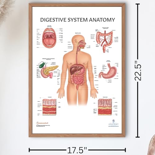 Image of Anatomy Lab Human Digestive System Anatomy Poster, LAMINATED, Anatomy and Physiology, 17.3 x 22.5 Inches, Body System Diagram, Anatomical Chart for Education Learning and Students | Laminated Anatomical Chart for Education and Learning, 17.3 x 22.5 Inches