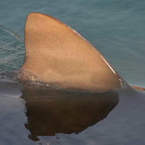 『BREAKING: Woman killed by shark on NSW Mid North Coast; Brisbane hockey coach accused of grooming; And AFLW GF sells out as Brisbane aims for 4th trophy』のカバーアート