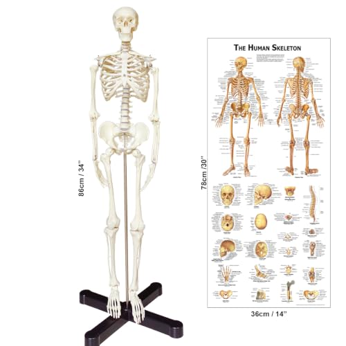 Human Skeleton Model mini 33.5" Compact Desktop Size Anatomical Chart for Student Home Study