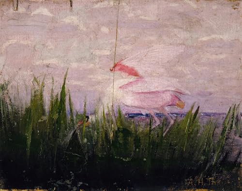 Cuadro Spatola rosata de Abbott Handerson Thayer para Decoración de Paredes del Salón