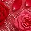 Rose Water