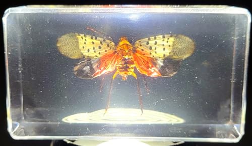 Image of 72mm Real Spotted Lanternfly Cicada w /Open Wings in Crystal Clear Lucite Resin Specimen Preserved Insect Taxidermy Crafts Collection for Biology Science Education & Desk Display Supplies