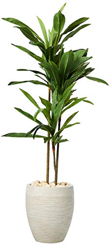 Nearly Natural 4ft. Dracaena Artificial Plant in Sand Colored Planter (Real Touch), Green
