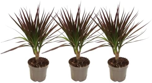 Mini Dracaena Marginata - PACK 3 PLANTAS - Plantas de Interior