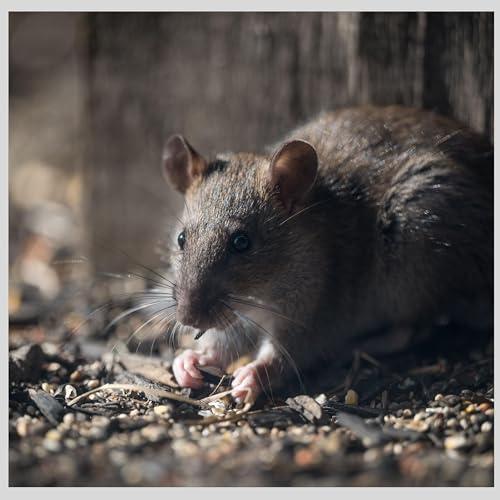 The Rat Game: Secrets, Lies, and Deadly Deals