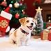 Unique style paws Weihnachts Lebkuchen-Hundehalsband mit Gingerbread Anhänger – Verstellbares Weihnachts-Hundehalsband für Kleine bis Große Hunde