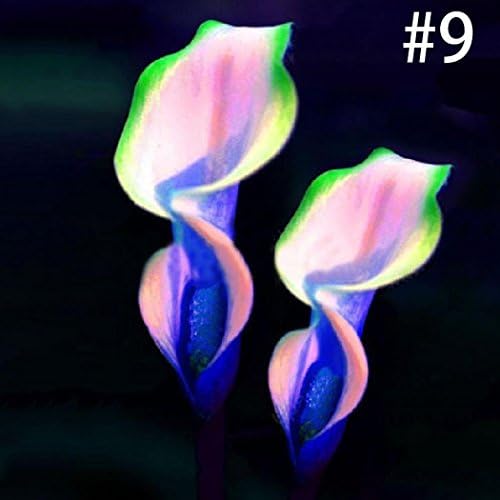 MelysUS 100pcs Calla Lily Seeds Rare Flower Seeds Bonsai Potted Plant Perennial Flowers