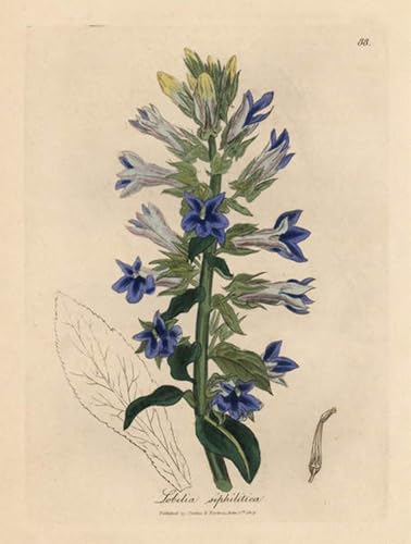 Tableau d'art célèbre fleur cardinale Lobelia toile haut de gamme 60x90