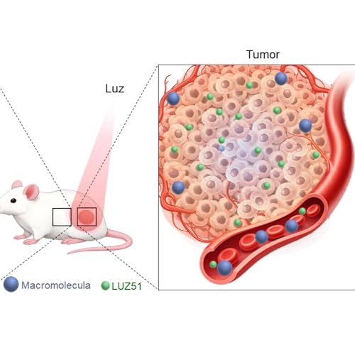 Uma mol&eacute;cula inovadora para tratamento do cancro