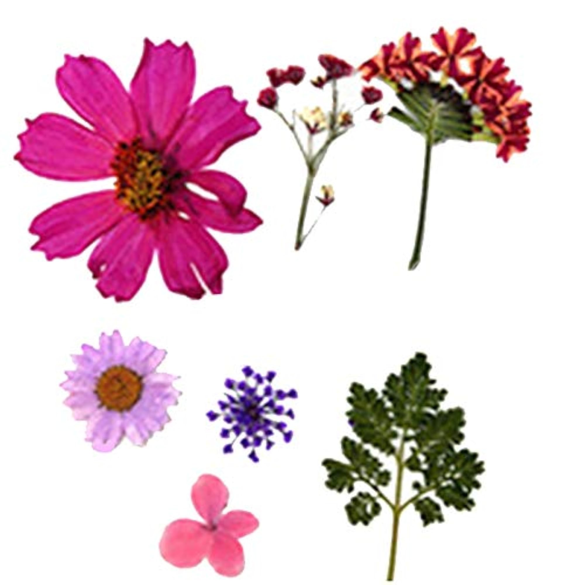 DIY Dried Flowers for Creative Crafts and Bookmarks