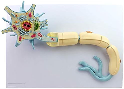 Neuron Model, an Enlarged Model of Nerve Fiber Structure ...