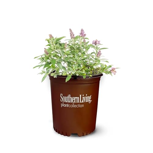 Perfect Plants Butterfly Candy Lil Lavender Butterfly Bush in 1 Gallon Growers Pot | Live Flowering Shrub for Outdoor & Containers | Compact | Attracts Pollinators to Your Landscape | Zones 5-10