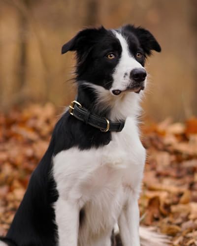 Joytale Hundehalsband Leder, Halsband aus Leder für Mittlere Hunde, Weiches Echtleder Hundehalsband Langlebig und Verstellbar, Schwarz, M